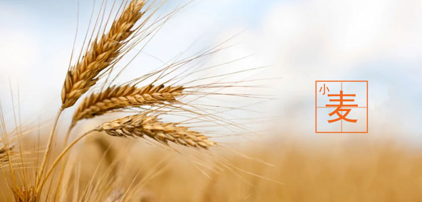 D6智能石墨消解儀處理小麥、玉米、糙米消解方案